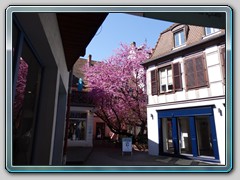 Reise in den Elsass 5.-8.Mai 2016